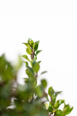Ilex × meserveae 'Heckenpracht' 60-80 cm