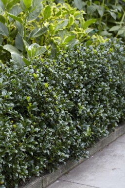 Ilex × meserveae 'Heckenpracht' 60-80 cm