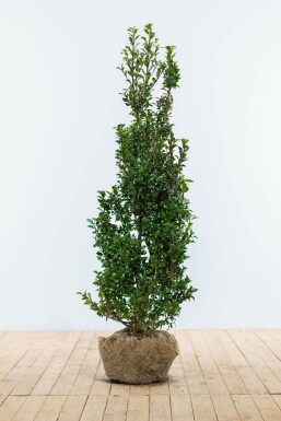 Ilex × meserveae 'Heckenpracht' 80-100 cm