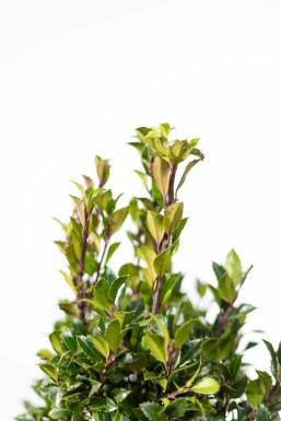 Blågrøn kristtorn Ilex × meserveae 'Heckenpracht' hæk 80-100 rodklump