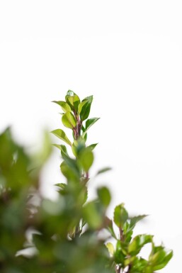 Blågrøn kristtorn Ilex × meserveae 'Heckenpracht' hæk 80-100 rodklump
