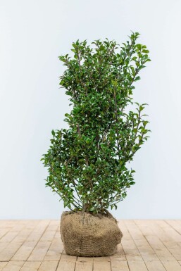 Blågrøn kristtorn Ilex × meserveae 'Heckenpracht' hæk 100-125 rodklump Ilex × meserveae 'Heckenpracht' 100-125 cm