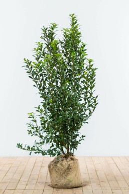 Blågrøn kristtorn Ilex × meserveae 'Heckenpracht' hæk 125-150 rodklump Ilex × meserveae 'Heckenpracht' 125-150 cm