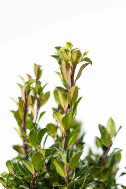 Blågrøn kristtorn Ilex × meserveae 'Heckenpracht' hæk 125-150 rodklump