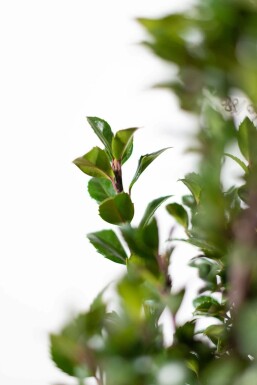 Ilex × meserveae 'Heckenpracht' 125-150 cm