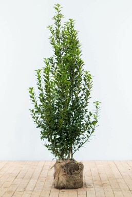 Blågrøn kristtorn Ilex × meserveae 'Heckenpracht' hæk 150-175 rodklump Ilex × meserveae 'Heckenpracht' 150-175 cm