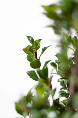 Blågrøn kristtorn Ilex × meserveae 'Heckenpracht' hæk 150-175 rodklump