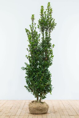 Ilex × meserveae 'Heckenpracht' 175-200 cm