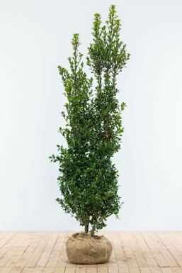 Blågrøn kristtorn Ilex × meserveae 'Heckenpracht' hæk 175-200 rodklump