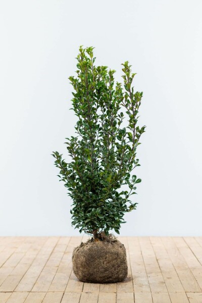 Ilex × meserveae 'Heckenstar' 60-80 cm
