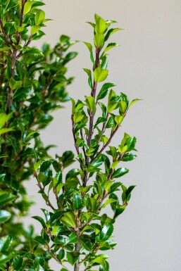Blågrøn kristtorn Ilex × meserveae 'Heckenstar' hæk 60-80 rodklump