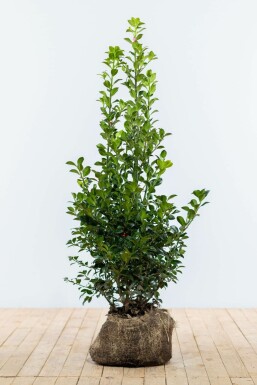 Ilex × meserveae 'Heckenstar' 80-100 cm