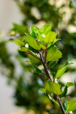 Blågrøn kristtorn Ilex × meserveae 'Heckenstar' hæk 80-100 rodklump