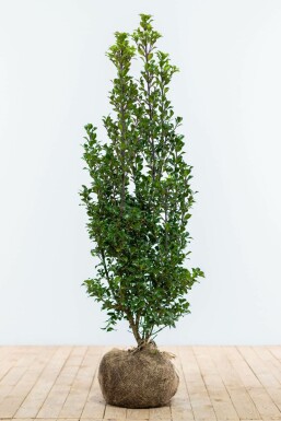 Ilex × meserveae 'Heckenstar' 100-125 cm