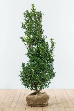 Blågrøn kristtorn Ilex × meserveae 'Heckenstar' hæk 125-150 rodklump Ilex × meserveae 'Heckenstar' 125-150 cm