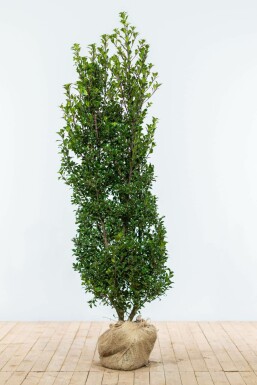 Ilex × meserveae 'Heckenstar' 150-175 cm