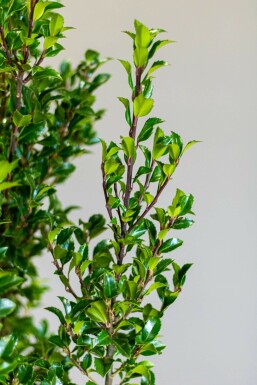 Ilex × meserveae 'Heckenstar' 150-175 cm