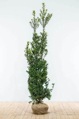 Blågrøn kristtorn Ilex × meserveae 'Heckenstar' hæk 175-200 rodklump