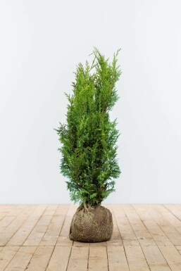 Chamaecyparis lawsoniana 'Ivonne' 60-80 cm