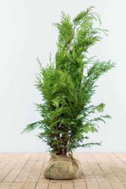 Chamaecyparis lawsoniana 'Ivonne' 80-100 cm