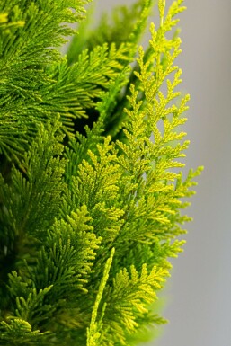 Ædelcypres Chamaecyparis lawsoniana 'Ivonne' hæk 80-100 rodklump