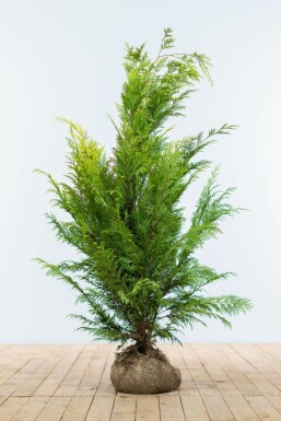 Chamaecyparis lawsoniana 'Ivonne' 100-120 cm