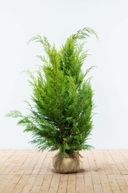 Chamaecyparis lawsoniana 'Ivonne' 120-140 cm