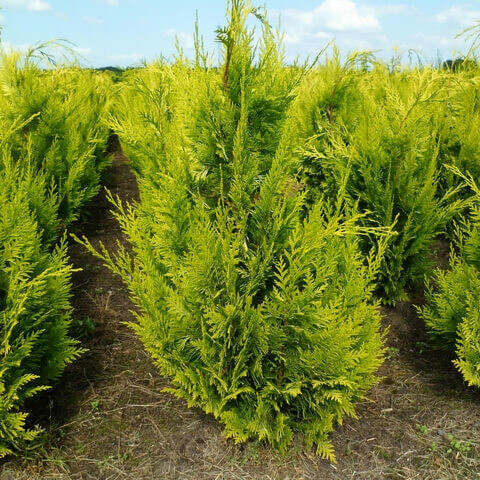 Chamaecyparis lawsoniana 'Ivonne' 120-140 cm