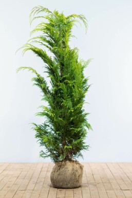 Chamaecyparis lawsoniana 'Ivonne' 140-160 cm