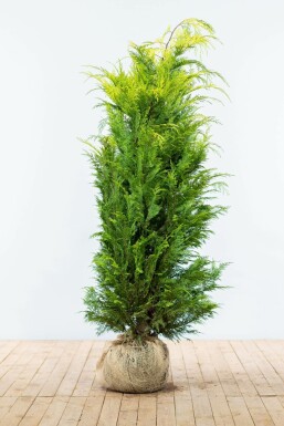 Chamaecyparis lawsoniana 'Ivonne' 160-180 cm