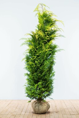 Chamaecyparis lawsoniana 'Ivonne' 180-200 cm