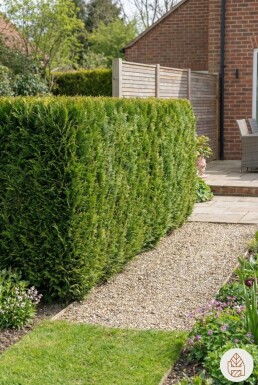 Chamaecyparis lawsoniana 'Ivonne' 180-200 cm