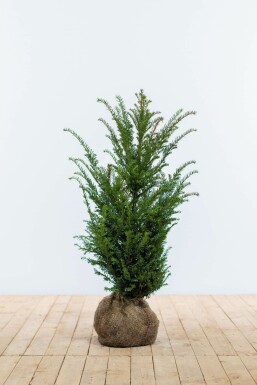 Almindelig taks Taxus baccata hæk 60-80 rodklump Taxus baccata 60-80 cm