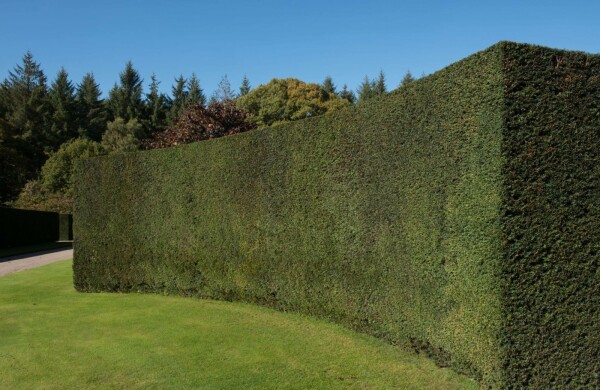 Taxus baccata 100-120 cm