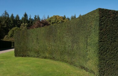 Taxus baccata 120-140 cm