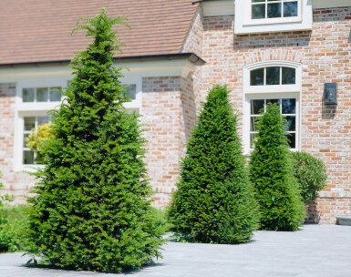 Taxus baccata 120-140 cm