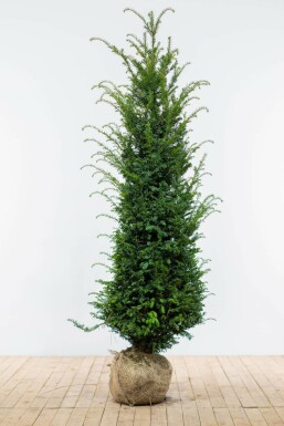 Taxus baccata 160-180 cm