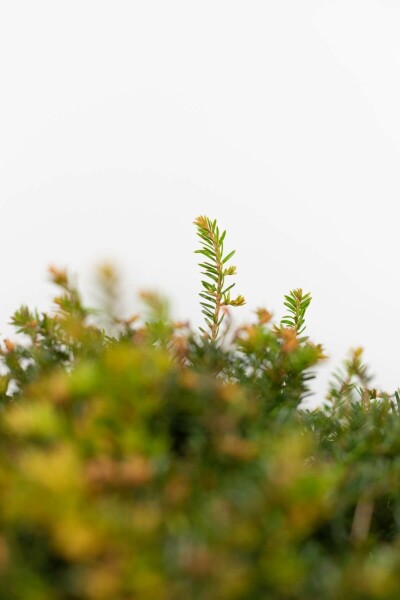Taxus baccata kugle 120 cm C280
