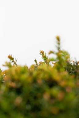 Taxus baccata kugle 120 cm C280