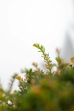 Taxus baccata kugle 120 cm C280