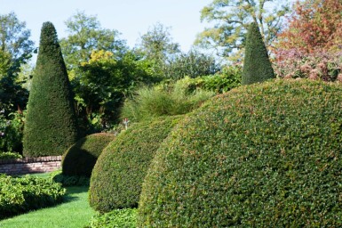 Taxus baccata kugle 120 cm C280