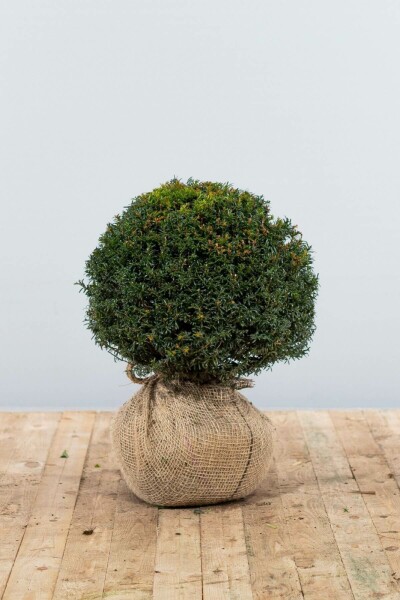 Taxus baccata 30-40 cm