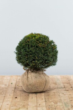Almindelig taks Taxus baccata løg 30-40 rodklump Taxus baccata 30-40 cm