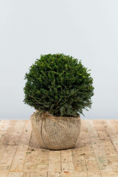 Taxus baccata 40-50 cm