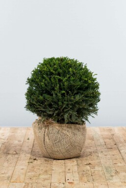 Almindelig taks Taxus baccata løg 40-50 rodklump Taxus baccata 40-50 cm