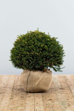 Almindelig taks Taxus baccata løg 50-60 rodklump Taxus baccata 50-60 cm