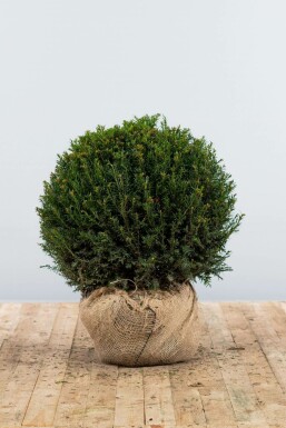 Taxus baccata