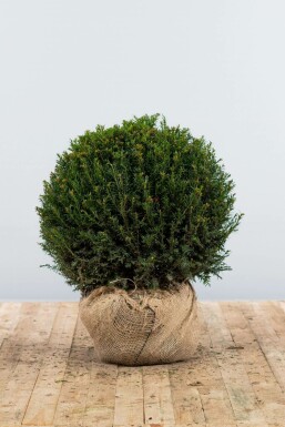 Almindelig taks Taxus baccata løg 60-70 rodklump Taxus baccata 60-70 cm