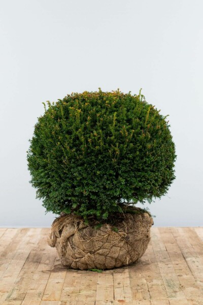 Taxus baccata 70-80 cm