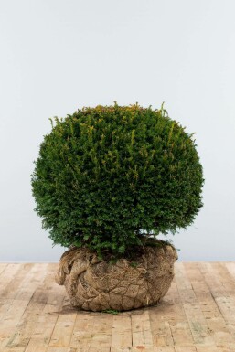 Almindelig taks Taxus baccata løg 70-80 rodklump Taxus baccata 70-80 cm